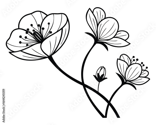 Black and White Floral Illustration with Blossoms and Bud on White