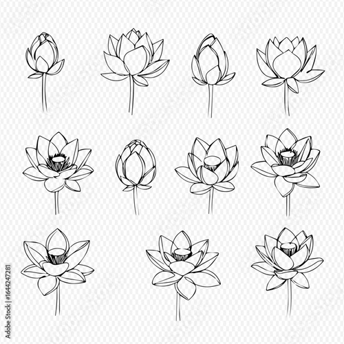 Twelve hand-drawn lotus flowers in various stages of bloom, from bud to full blossom, arranged in a grid pattern on a transparent background.