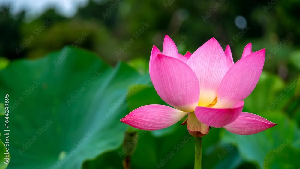 Pink lotus flower closeup Pink lotus flower closeup