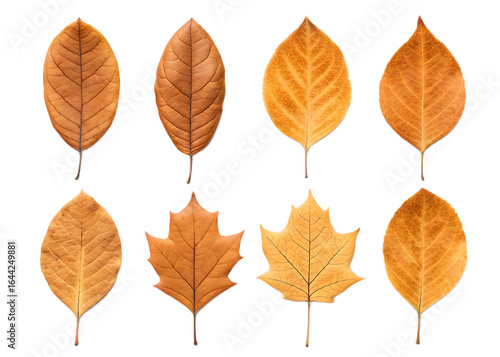 Isolated autumnal leaves arranged in two rows against a black background for seasonal designs