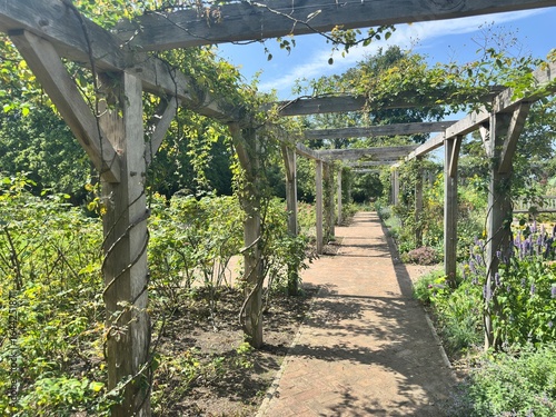 grape vines in the vineyard