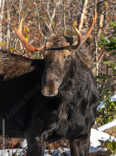 North American Moose on Trail in Northern New Hampshire, Winter. 