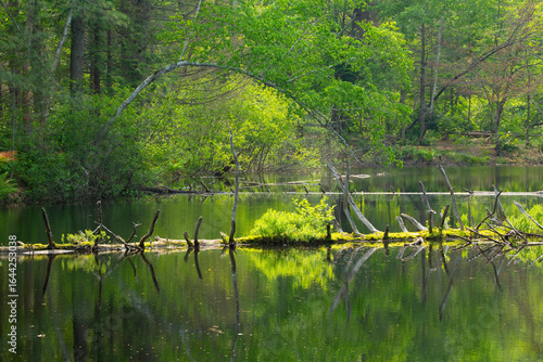 Mossy fallen log in a Newport, New Hampshire pond.