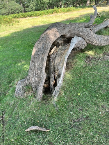 tree stump in the park