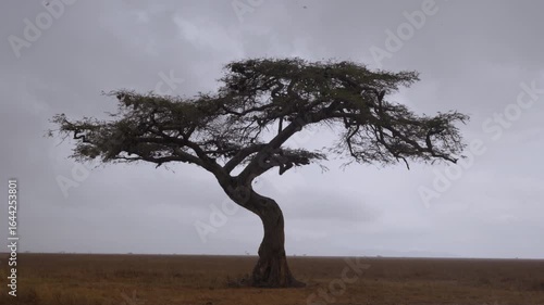 Extreme wide of an Apple ringed acacia (Faidherbia albida) in a rainy afternoon in savanna grasslands in kenya
