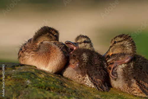 Mallard Ducklings on a Pond in Fishers Indiana, Spring. 