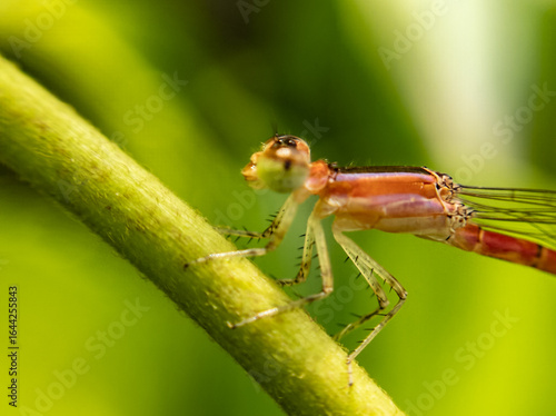 Wallpaper Mural Delicate Beauty – Close-Up Macro of a Baby Butterfly in Stunning Detail"

"Tiny Wings, Big Wonder – Baby Butterfly Macro Photography" Torontodigital.ca