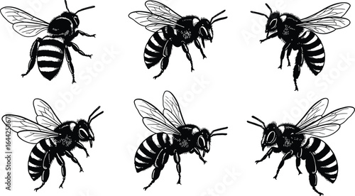 Bee illustration set, detailed insect drawing, black and white vector, flying honeybee clipart, striped abdomen wings legs, entomology art collection