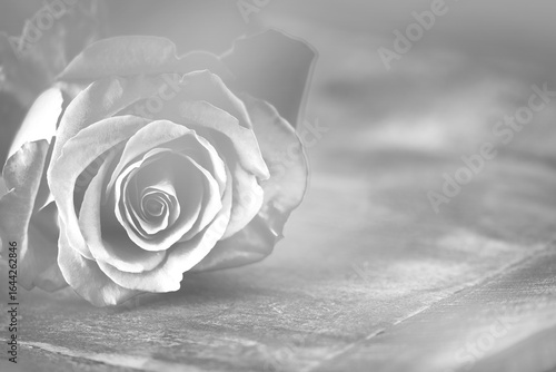 Einzelne Rose Grautöne auf Holz mit Platz für Text monochrom