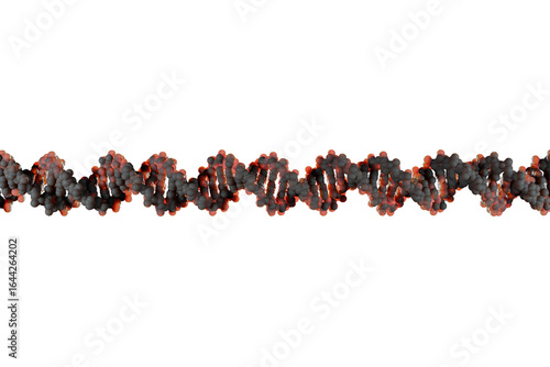 Φωτογραφία Scientifically accurate right-handed DNA double helix structure