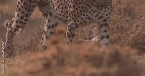 Close-up of cheetah (Acinonyx jubatus) feet walking in dry grass in savannah in morning in Kenya