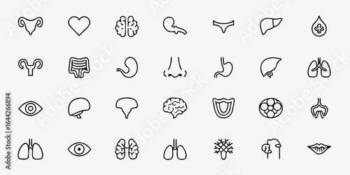 Human Organs Icon Bundle – Minimalist Line Art Heart, Lungs, Brain, Liver, Kidneys, Digestive System, Reproductive Organs, and Glands – Medical & Educational Vector Icons