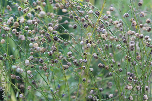Flax Seed Pods in a Field A Close-Up View