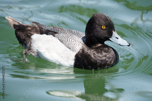 Lesser Scaup swimming in local pond, Summer, Texas. 