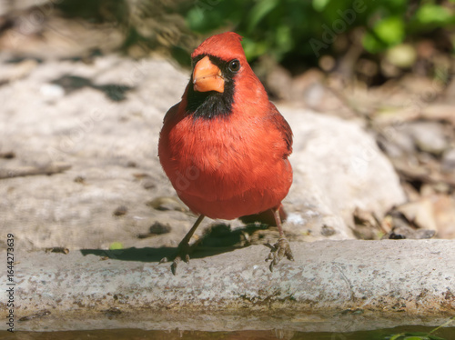 Northern Cardinal Foraging for Seed, Summer in Indiana.