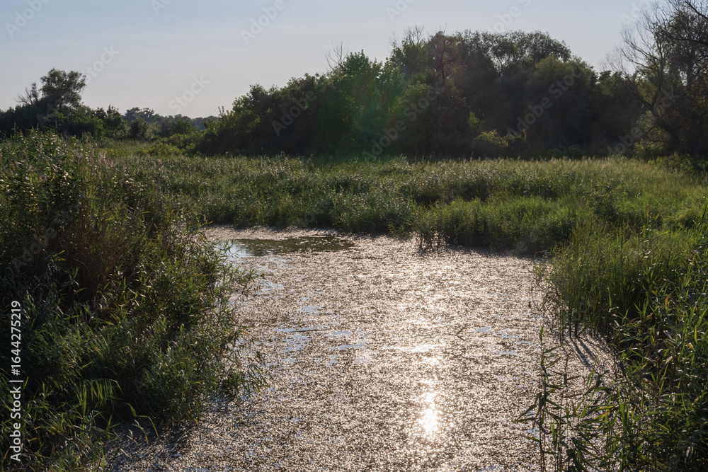 Fototapeta premium Lush green wetland landscape with dense reed beds, shallow water with floating vegetation, and surrounding forest in summer daylight. Peaceful and untouched marsh habitat.