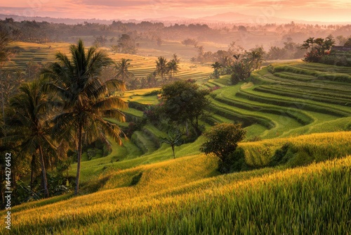 Serene rice terrace landscape with gentle warm sunrise glow.