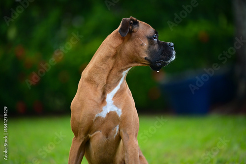Druling boxer dog looking away in a yard