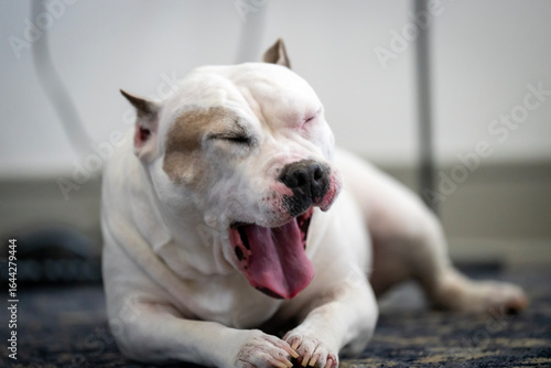 Sleepy american staffordshire terrier dog youning 