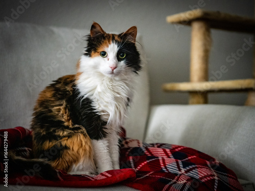 Relaxed hairy cat inside on a blanket