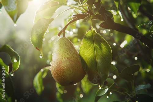 Two pears hanging from a tree, one is wet