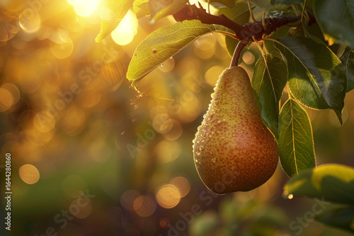 A pear hanging from a tree with a sun shining on it