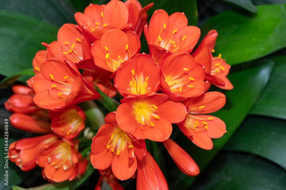Fototapeta premium Close up of natal lily (clivia miniata) flowers in bloom