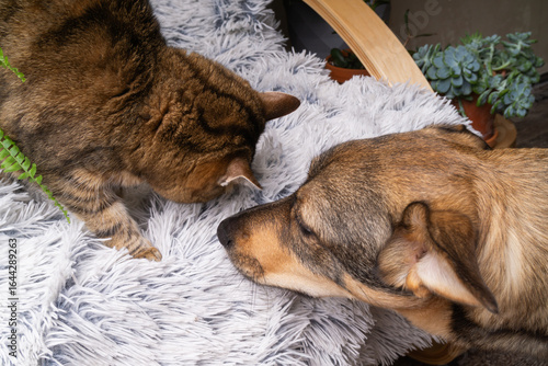 Фототапет Cat and dog interact on cozy chair surrounded by indoor plants at home