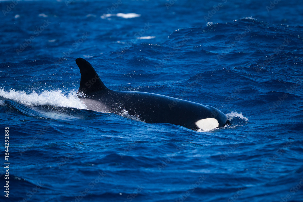 Fototapeta premium orca on the ocean