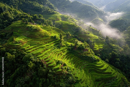 Verdant rice terraces bathed in warm morning glow with scattered mist.