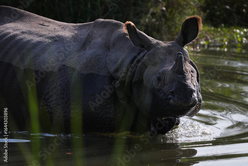 wild rhino