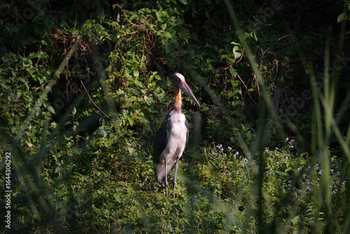 Lesser-adjutant 