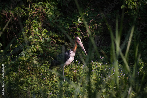 Lesser-adjutant 