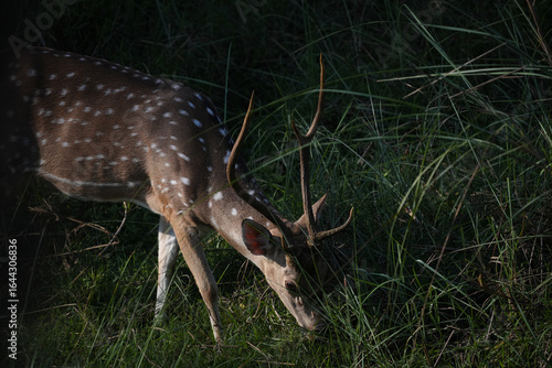 deer in the woods