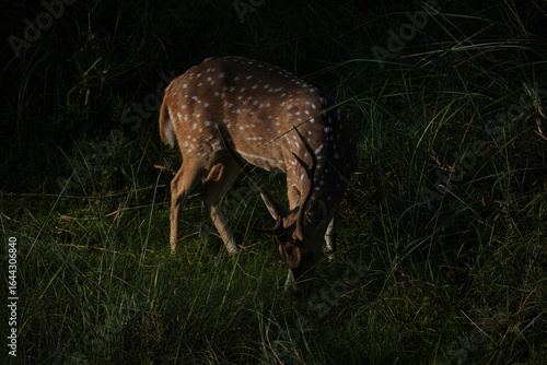 deer in the woods