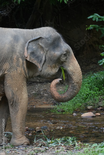 elephant in wild