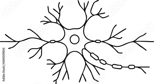 Neuron cell structure illustration showing dendrites axon and synapses in simple black outline vector format 