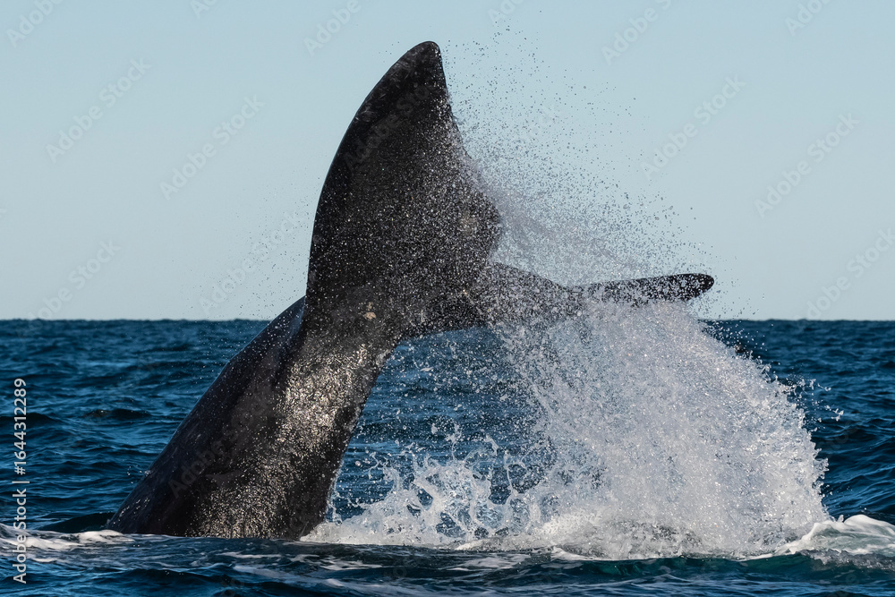 Fototapeta premium Sohutern right whale whale tail fluke, Peninsula Valdes, Patagonia,Argentina
