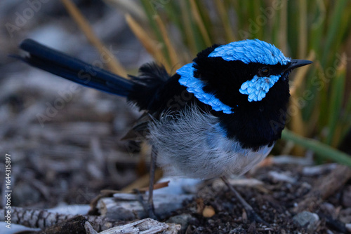 Blue fairy Wren Male