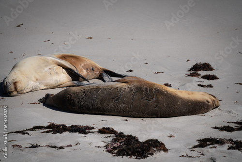 sleeping sea lion