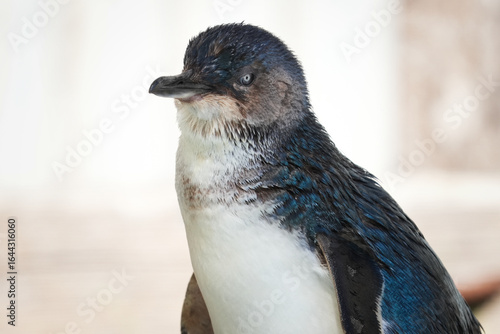 close up of a fairy penguin