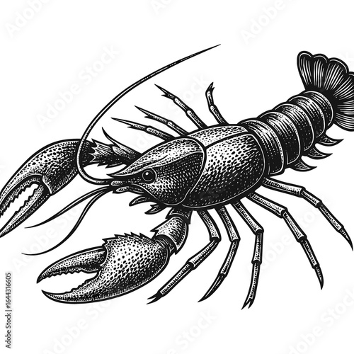 Engraving Hand-Drawn Lobster Graphic, drawn in an engraved, woodcut style with fine details sketch engraving vector illustration. Scratch board imitation