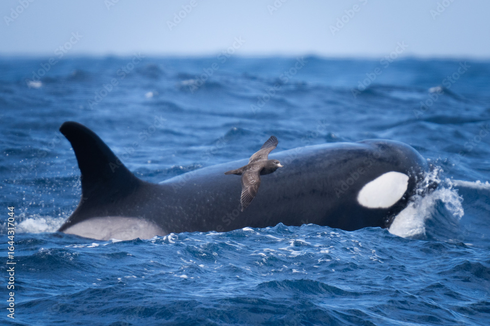 Fototapeta premium Orca and bird