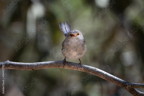 Blue fairy wren female
