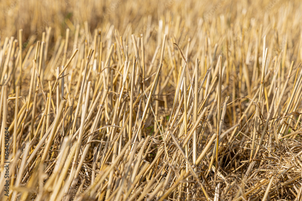 Close-up view of golden straw in a harvested field, showcasing the texture and natural beauty of agricultural landscape and rural environment Close-up view of golden straw in a harvested field, showcasing the texture and natural beauty of agricultural landscape and rural environment