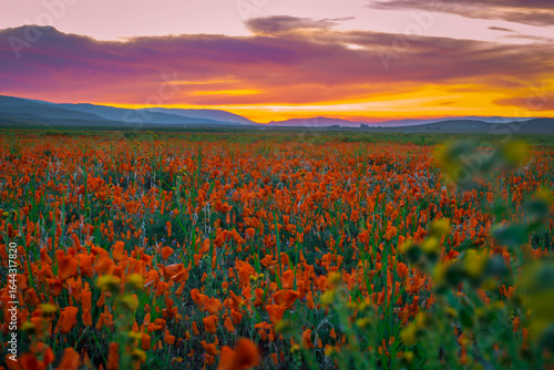Foto Antelope Valley California Poppy Reserve at Sunset