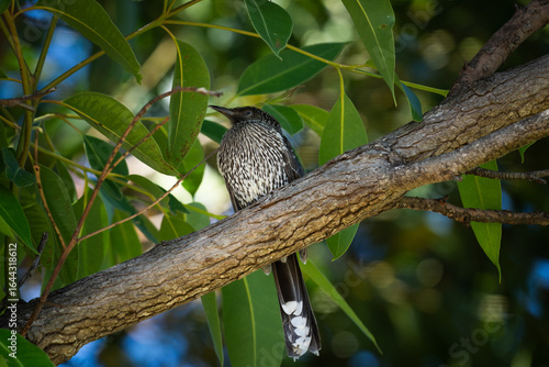 bird on tree