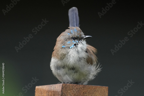 blue fairy wren male