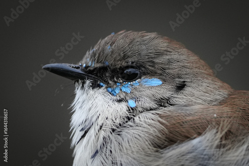 blue fairy wren male