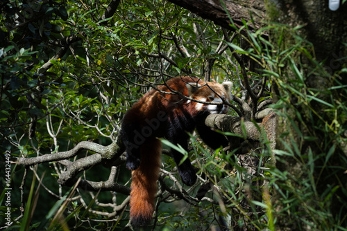 red panda on tree
